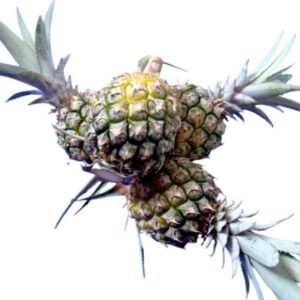 Phulae pineapple (2-3 fruit/1 kg)