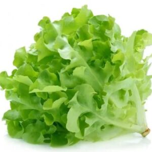 Lettuce  Green oak  0.5 kg