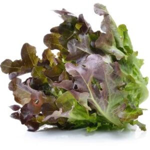 Lettuce Red Oak 0.5 kg.
