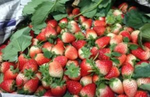 Strawberries (mixed large size) 8 kg/pack