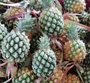 สับปะรดภูแล 10 กก.