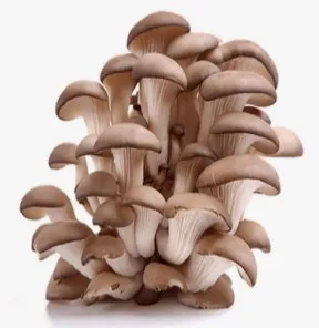 Abalone mushrooms 0.5 kg