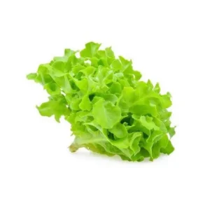lettuce  Green oak  10 kg
