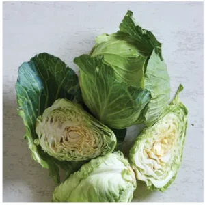 Pointed Cabbage