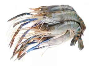 กุ้งก้าม 13-14ตัว/ กก.