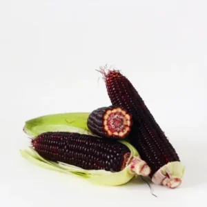 Purple Sweet Corn