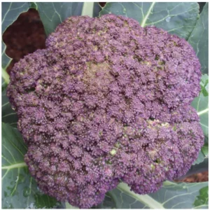 Purple broccoli