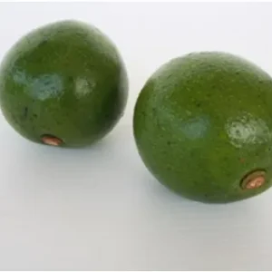 Avocado Buccanear