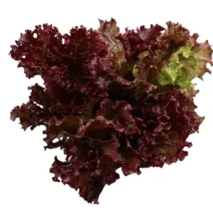 lettuce Red Oak 5 kg.