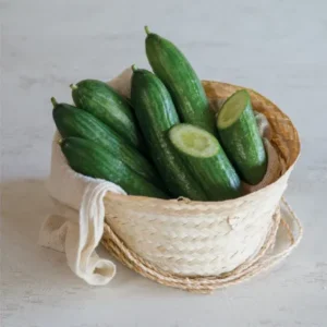 Cucumber continental (Short)