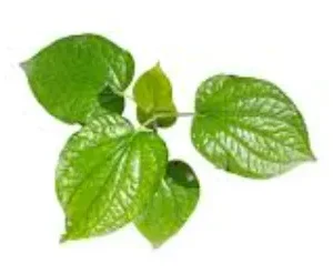 Wild Betel Leaf Bush 500 gram